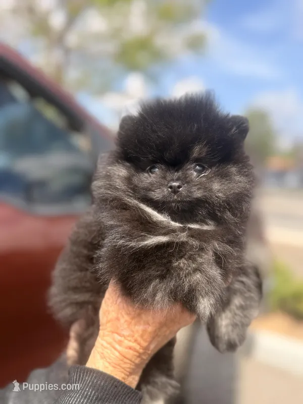 AKC cheetah boy  – Pomeranian puppy for sale in Los Angeles, CA