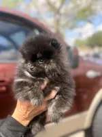 AKC cheetah boy , a male Pomeranian for sale in Los Angeles, CA – Photo 2 of 2