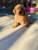 Golden boy 🐕, a male Golden Retriever for sale in Los Angeles, CA – 4 of 4