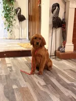 Sweet girl, a female Golden Retriever for sale in Los Angeles, CA – Photo 3 of 4