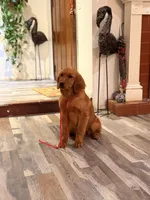 Sweet girl, a female Golden Retriever for sale in Los Angeles, CA – Photo 4 of 4