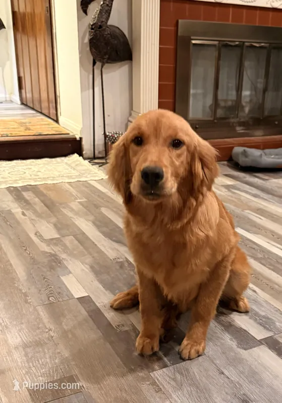 Sweet girl – Golden Retriever puppy for sale in Los Angeles, CA