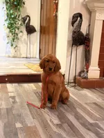 Sweet girl, a female Golden Retriever for sale in Los Angeles, CA – Photo 2 of 4