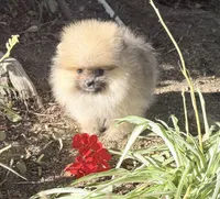 Sable bear , a male Pomeranian for sale in Los Angeles, CA – 3 of 8