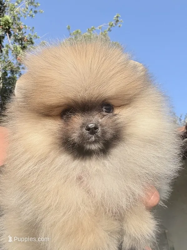 Sable bear , a male Pomeranian for sale in Los Angeles, CA – 1 of 8