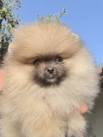Sable bear , a male Pomeranian for sale in Los Angeles, CA – 1 of 8