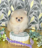 Tiny sunshine , a male Pomeranian for sale in Los Angeles, CA – 3 of 4