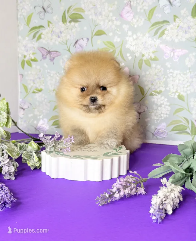 Boo bear teddy Pom  – Pomeranian puppy for sale in Los Angeles, CA