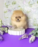 Boo bear teddy Pom , a male Pomeranian for sale in Los Angeles, CA – 1 of 3