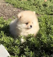 AKC blonde girl , a female Pomeranian for sale in Los Angeles, CA – Photo 3 of 3