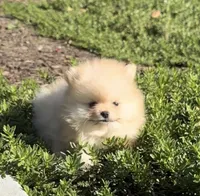 AKC blonde girl , a female Pomeranian for sale in Los Angeles, CA – Photo 2 of 3