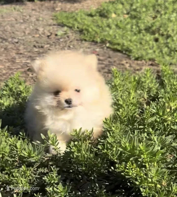 AKC blonde girl  – Pomeranian puppy for sale in Los Angeles, CA