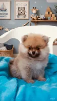 AKC Theo bear 🐻 , a male Pomeranian for sale in Los Angeles, CA – 1 of 1