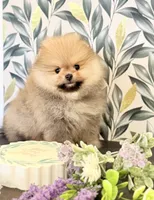Boo teddy bear , a male Pomeranian for sale in Los Angeles, CA – Photo 1 of 4