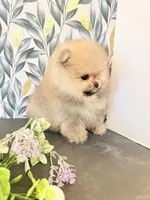 Boo teddy bear , a male Pomeranian for sale in Los Angeles, CA – Photo 3 of 4