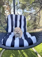 Boo teddy bear , a male Pomeranian for sale in Los Angeles, CA – Photo 4 of 4