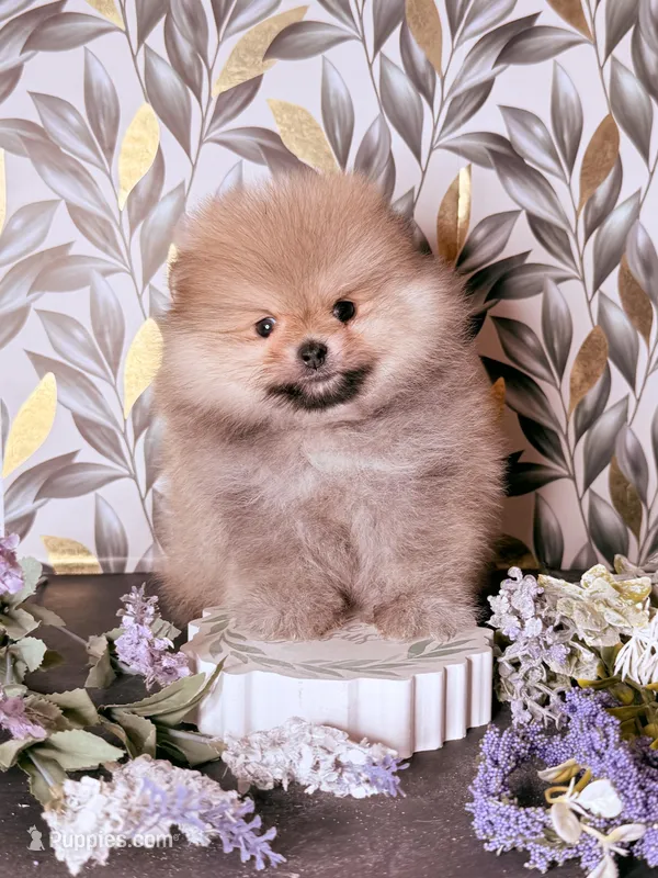 Boo teddy bear  – Pomeranian puppy for sale in Los Angeles, CA