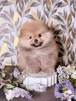 Boo teddy bear , a male Pomeranian for sale in Los Angeles, CA – Photo 2 of 4