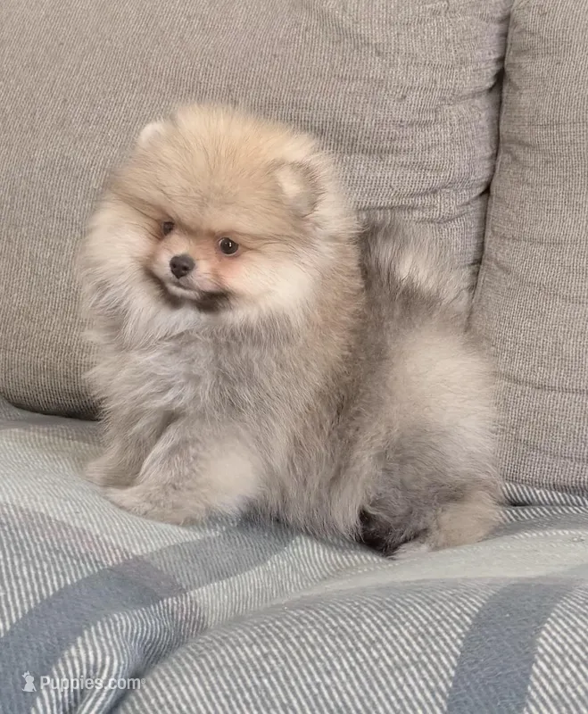 Boo teddy bear  – Pomeranian puppy for sale in Los Angeles, CA