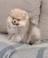 Boo teddy bear , a male Pomeranian for sale in Los Angeles, CA – Photo 1 of 5