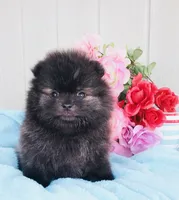 AKC Brindle boy , a male Pomeranian for sale in Los Angeles, CA – 2 of 2