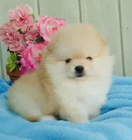 Cream girl 🌸 , a female Pomeranian for sale in Los Angeles, CA – 1 of 2