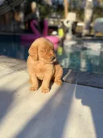 Golden girl 🌻🐾, a female Golden Retriever for sale in Los Angeles, CA – 3 of 4