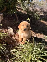 Light Golden boy , a male Golden Retriever for sale in Los Angeles, CA – 4 of 9