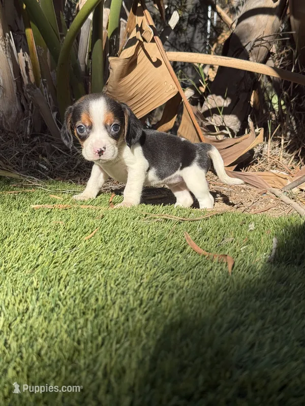 Daisy 🌼 pocket  – Beagle puppy for sale in Los Angeles, CA