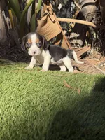 Daisy 🌼 pocket , a female Beagle for sale in Los Angeles, CA – 1 of 3