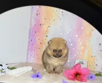 Romeo bear 🐻 , a male Pomeranian for sale in Los Angeles, CA – 3 of 4