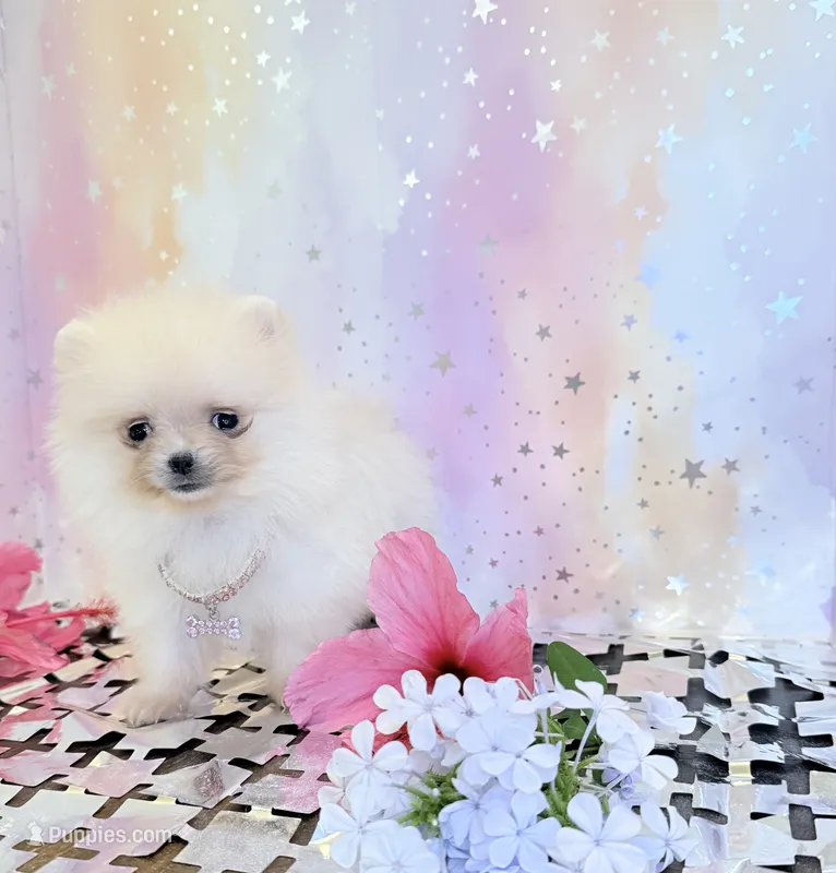 Super tiny Lilly 🤍 – Pomeranian puppy for sale in Los Angeles, CA