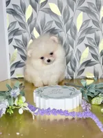 Tiny sunshine , a male Pomeranian for sale in Los Angeles, CA – 4 of 4