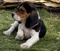 Ranger , a male Beagle for sale in Los Angeles, CA – 3 of 6