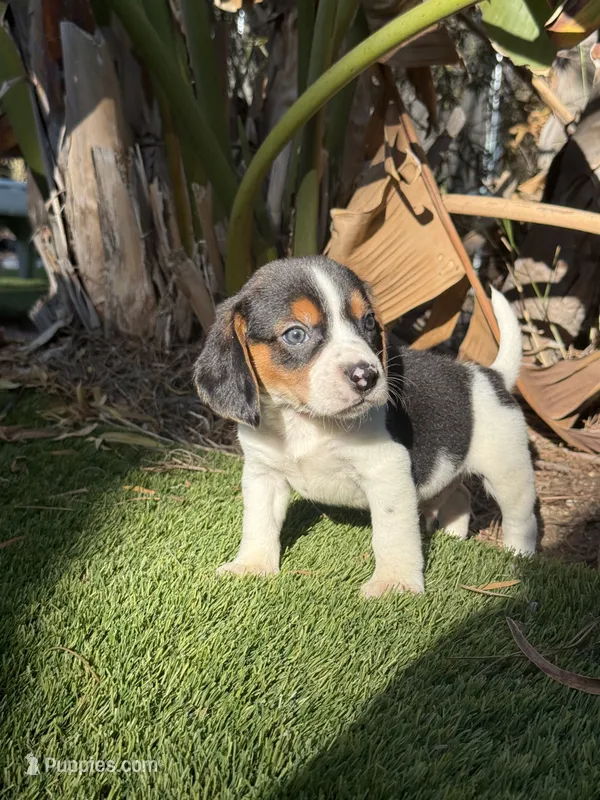 Atta boy  – Beagle puppy for sale in Los Angeles, CA