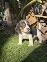 Atta boy , a male Beagle for sale in Los Angeles, CA – 1 of 4