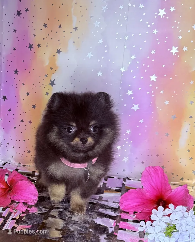 Teny tiny Jazmin 💜 – Pomeranian puppy for sale in Los Angeles, CA