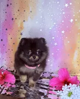 Teny tiny Jazmin 💜, a female Pomeranian for sale in Los Angeles, CA – 1 of 3