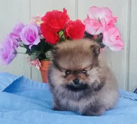  AKC Tiny chippet bear Pom, a female Pomeranian for sale in Los Angeles, CA – Photo 1 of 3