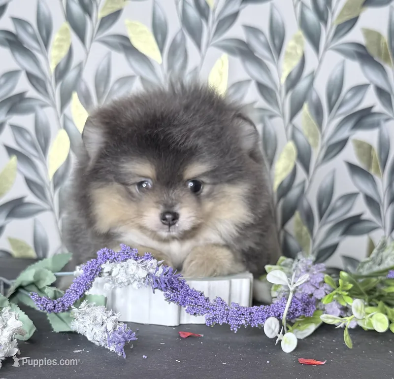 Blue silver teddy bear  – Pomeranian puppy for sale in Los Angeles, CA