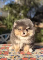 Blue silver teddy bear , a male Pomeranian for sale in Los Angeles, CA – Photo 4 of 5