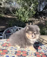 Blue silver teddy bear , a male Pomeranian for sale in Los Angeles, CA – Photo 5 of 5