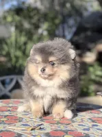 Blue silver teddy bear , a male Pomeranian for sale in Los Angeles, CA – Photo 3 of 5
