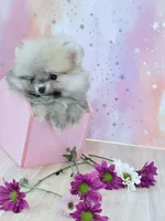 Cream sable silver boy teddy bear , a male Pomeranian for sale in Los Angeles, CA – 2 of 2