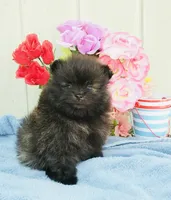  Brindle cheetah boy rare , a male Pomeranian for sale in Los Angeles, CA – 3 of 3