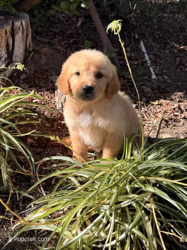 Light Golden boy  – Golden Retriever puppy for sale in Los Angeles, CA