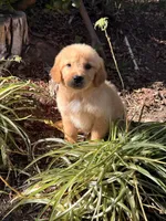 Light Golden boy , a male Golden Retriever for sale in Los Angeles, CA – 1 of 9