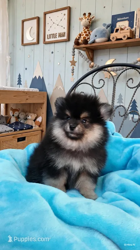 AKC black and tan yogi – Pomeranian puppy for sale in Los Angeles, CA
