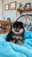 AKC black and tan yogi, a male Pomeranian for sale in Los Angeles, CA – 1 of 2