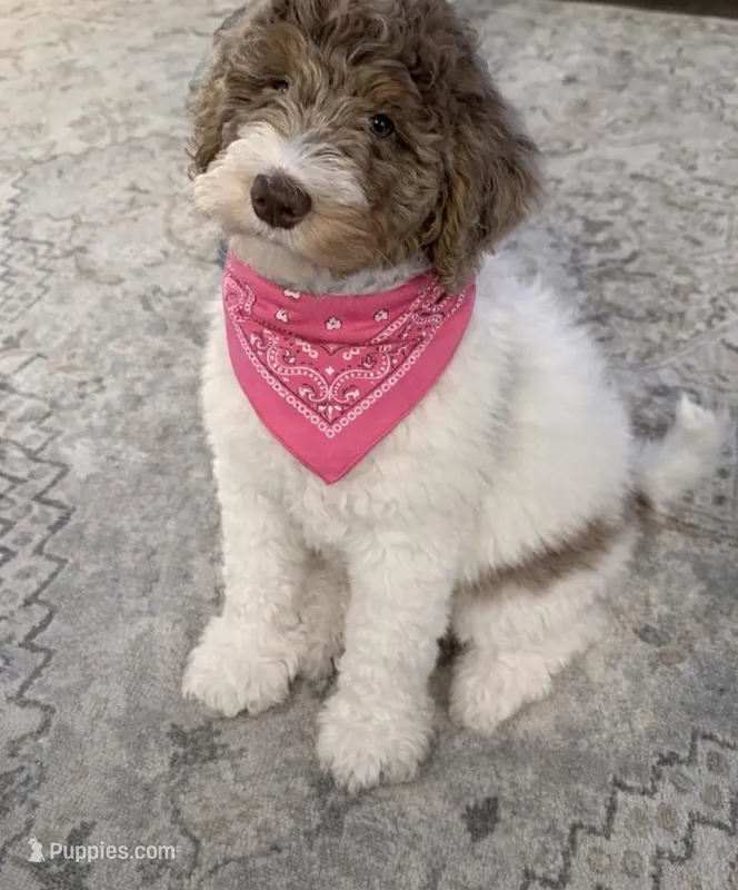 Lucy – Bernedoodle puppy for sale in Colfax, NC